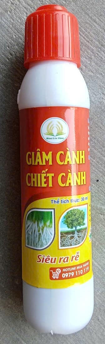 GIÂM CÀNH - CHIẾT CÀNH