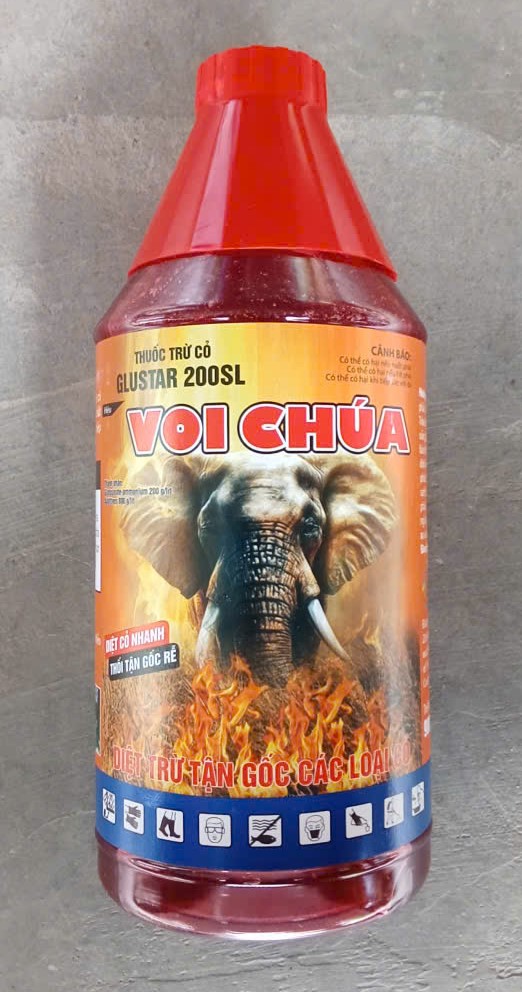 Cỏ Voi chúa Glustar 200SL ( Mần trầu ... )