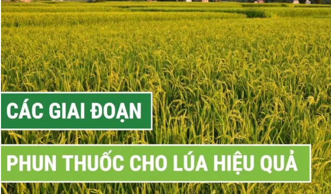 Các giai đoạn phun thuốc cho lúa hiệu quả nhất